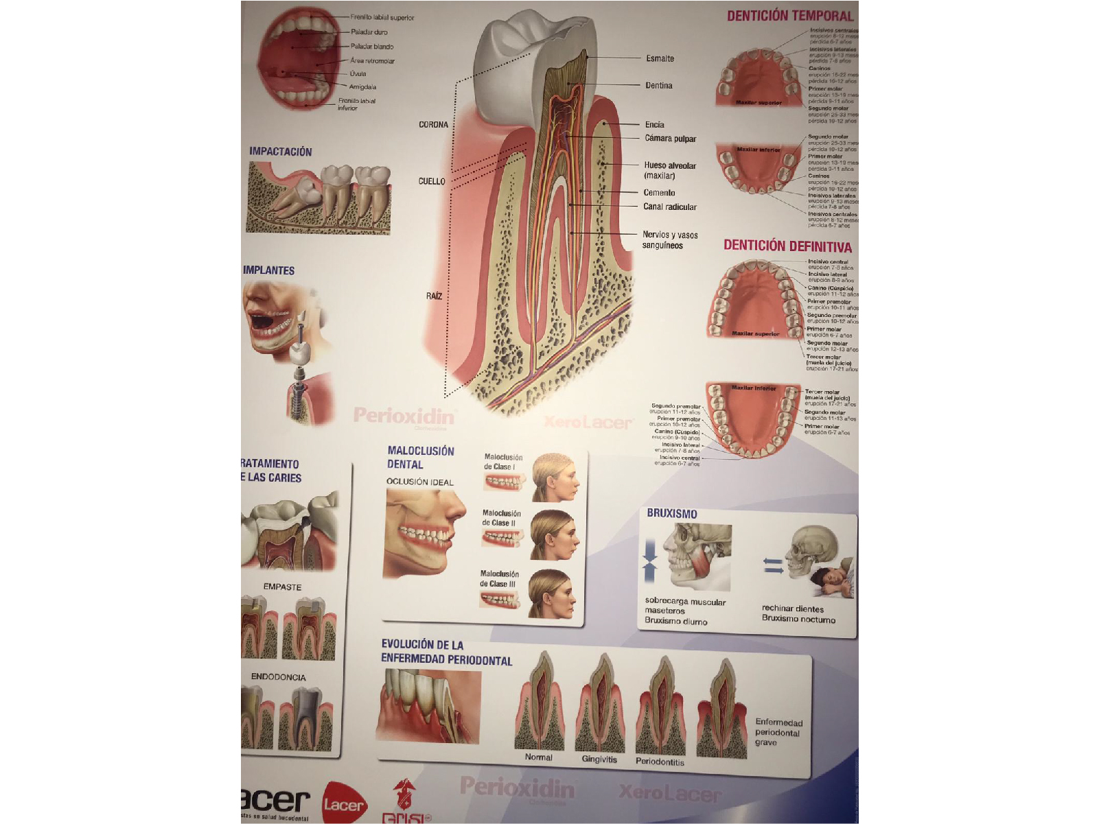 Vega Endodontics Clinic